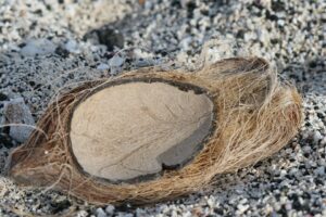 Free Beach Coconut photo and picture